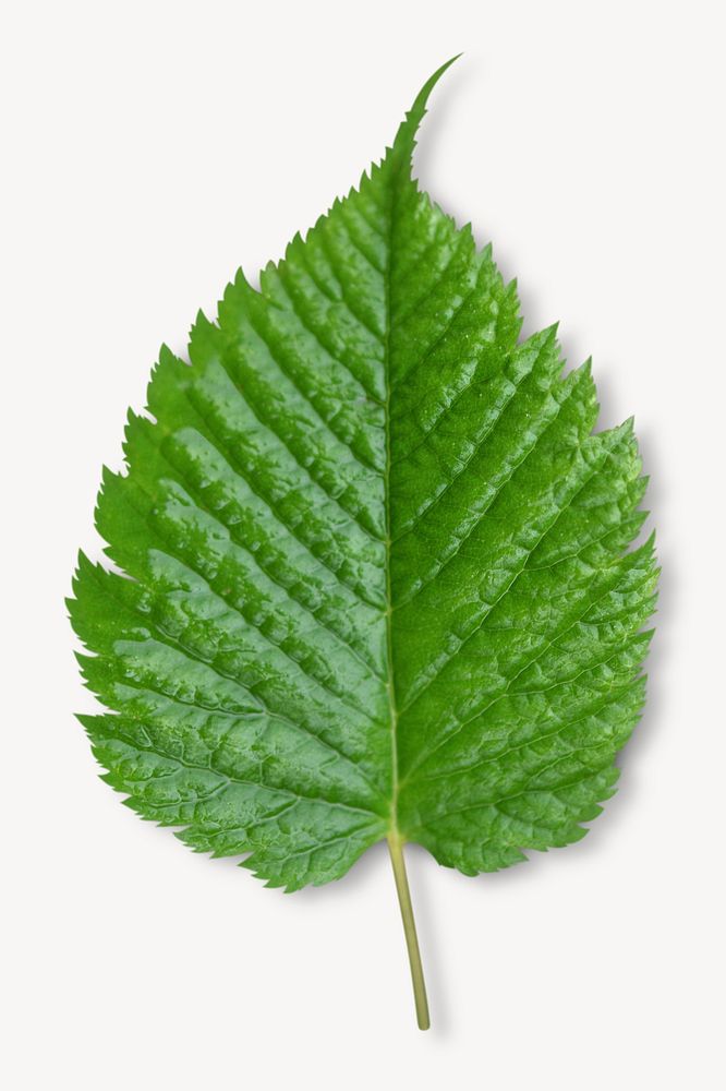 Green leaf, botanical collage element psd