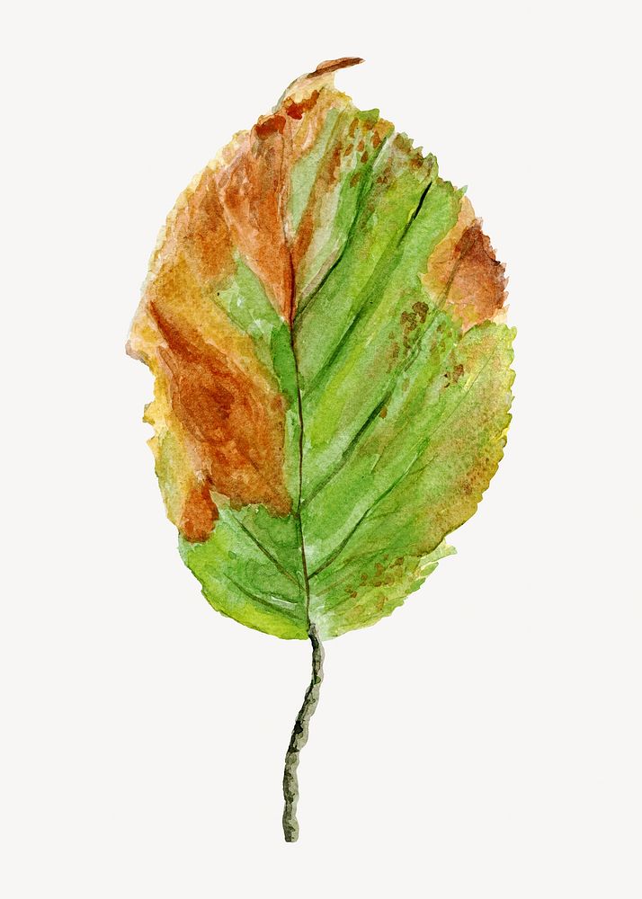 Autumn leaf collage element, isolated image