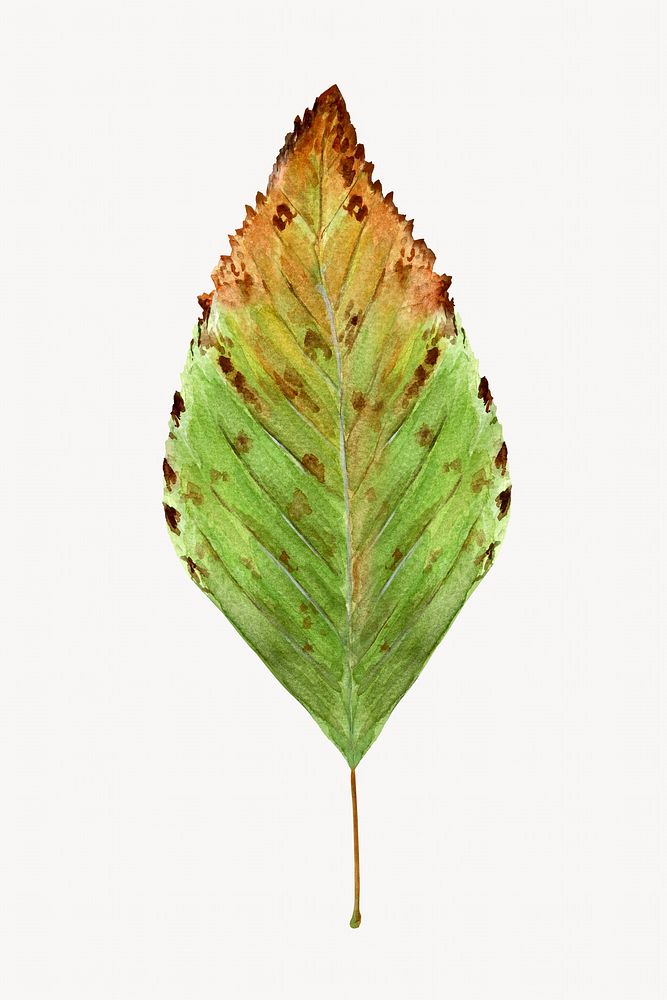 Watercolor autumn leaf, isolated image design