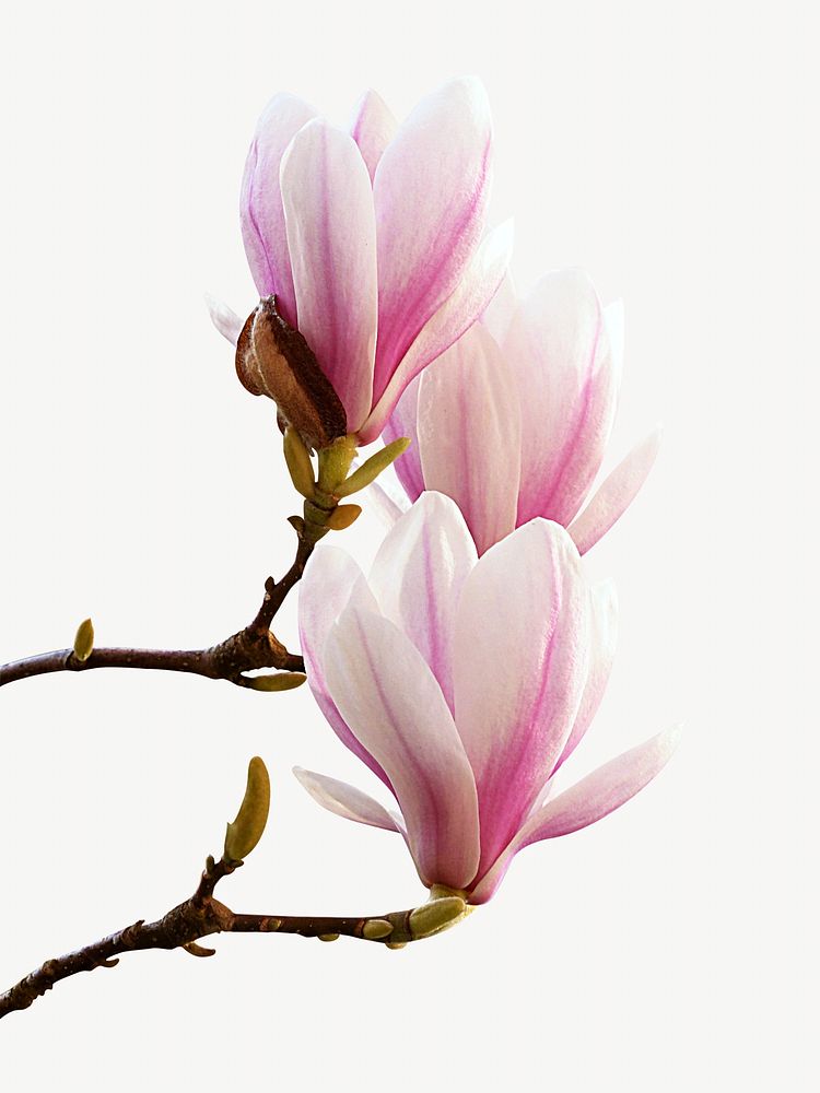 Magnolia flower isolated on off white design 