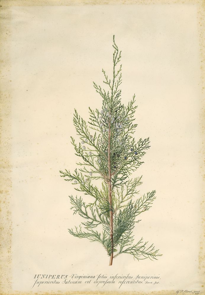 Juniper; Georg Dionysius Ehret (German, 1708 - 1770); Germany; 1745