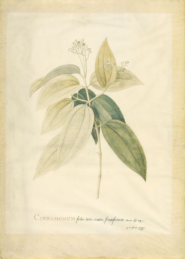 Cinnamomum; Georg Dionysius Ehret (German, 1708 - 1770)