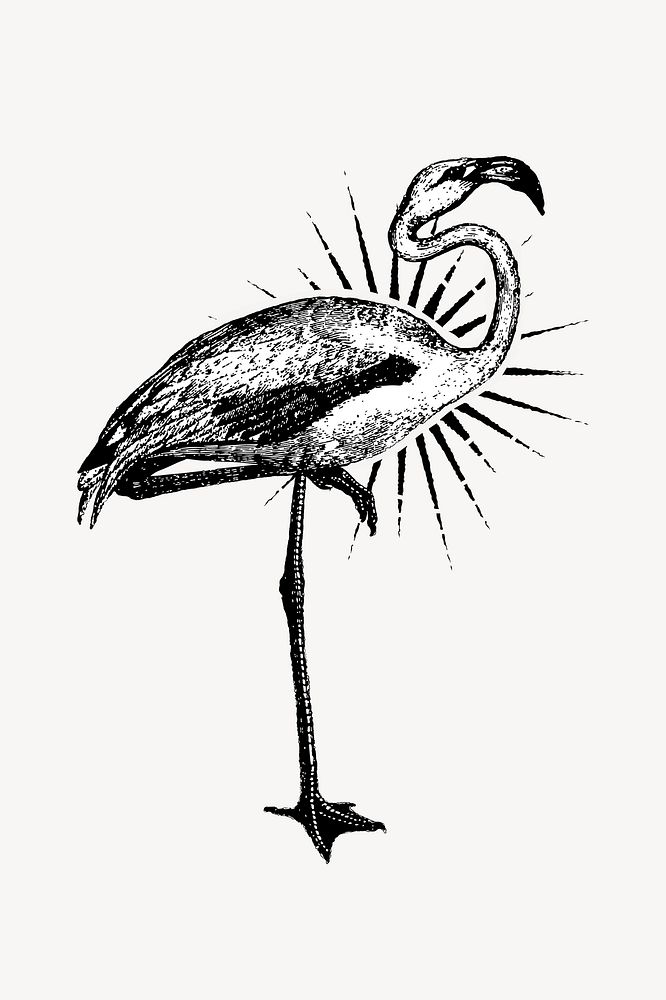 Vintage flamingo illustration collage element  vector