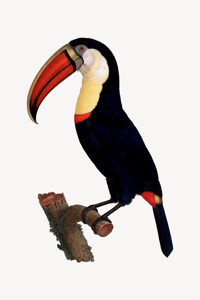 Toucan bird illustration. Free public domain CC0 image.