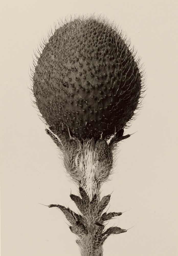 Thorned bulbous plant by Karl Blossfeldt (1865-1932)