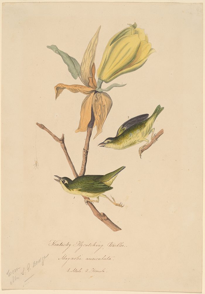 Kentucky Fly-catching Warbler (1830s) painting in high resolution by John Woodhouse Audubon. 