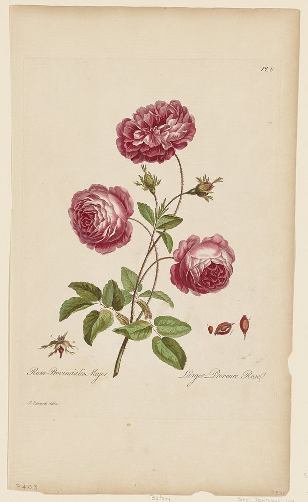 Larger Provence Rose (1770–1775)  in high resolution by John Edwards.  