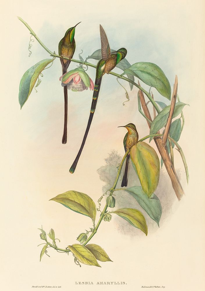 Lesbia Amaryllis print in high resolution by John Gould (1804&ndash;1881) and Henry Constantine Richter (1821-1902).  