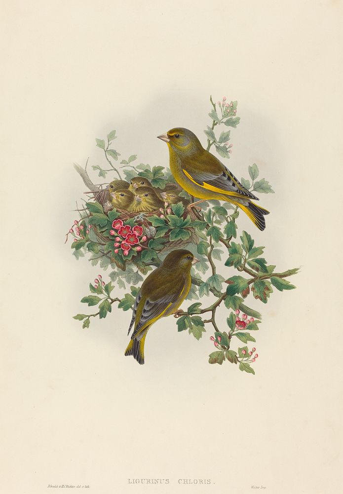 Ligurinus chloris (Greenfinch) print in high resolution by John Gould (1804–1881) and Henry Constantine Richter (1821-1902).…