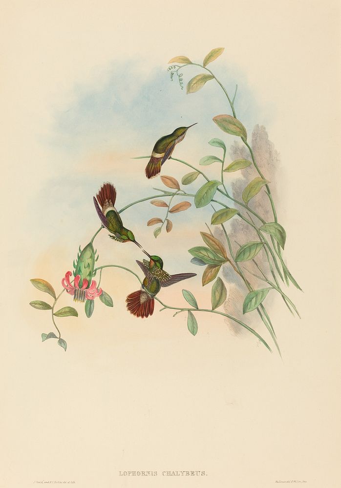 Lophornis chalybeus (Festive Coquette) print in high resolution by John Gould (1804–1881) and Henry Constantine Richter…