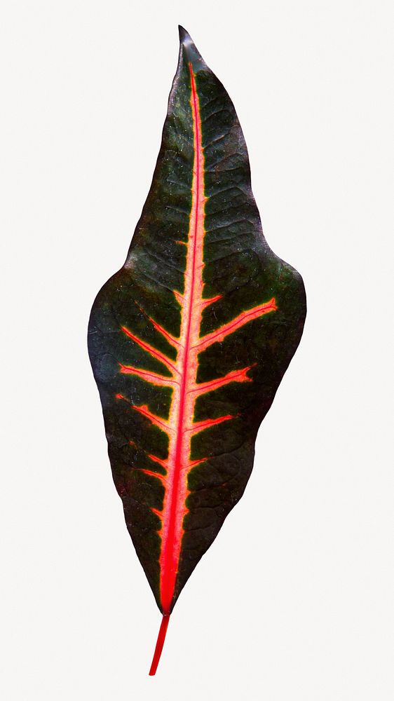 Maranta leaf isolated design 