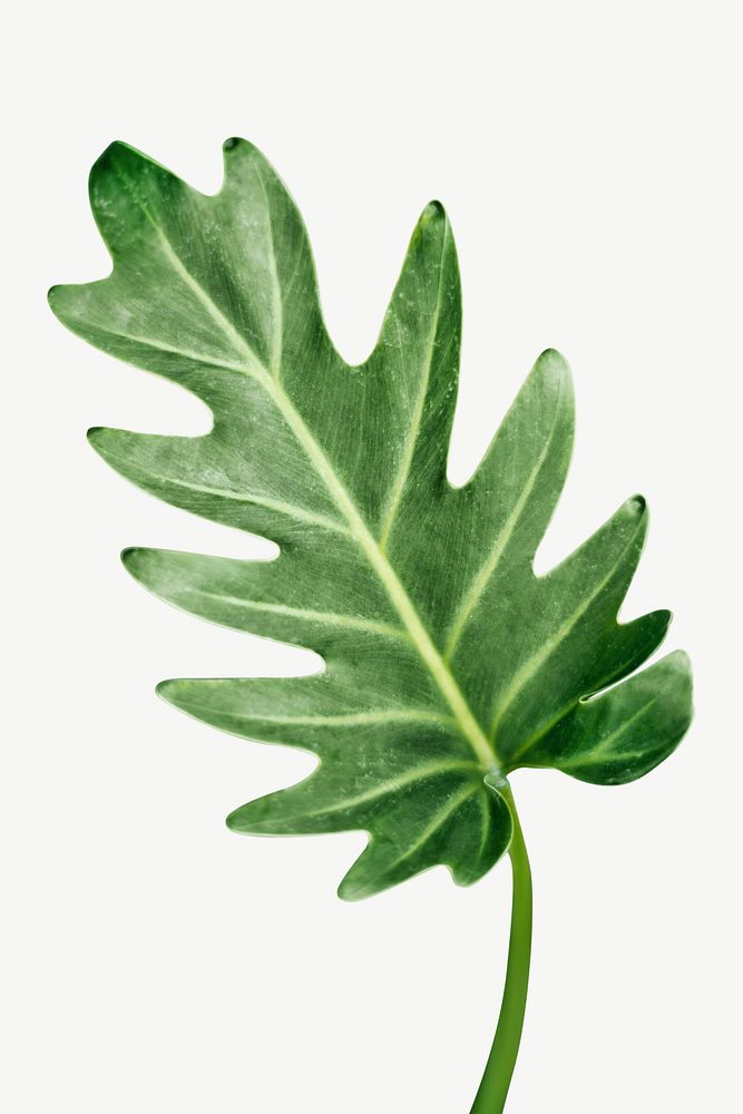 Philodendron leaf isolated psd 