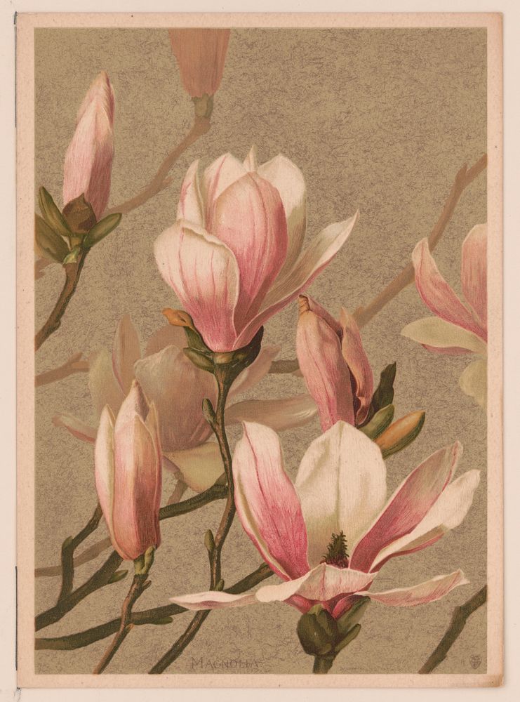 Magnolia (1886) by L. Prang & Co.  
