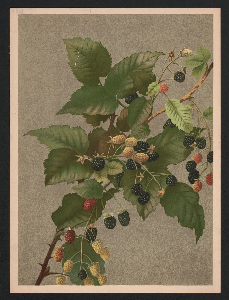 Blackberries (1887) by L. Prang & Co.  