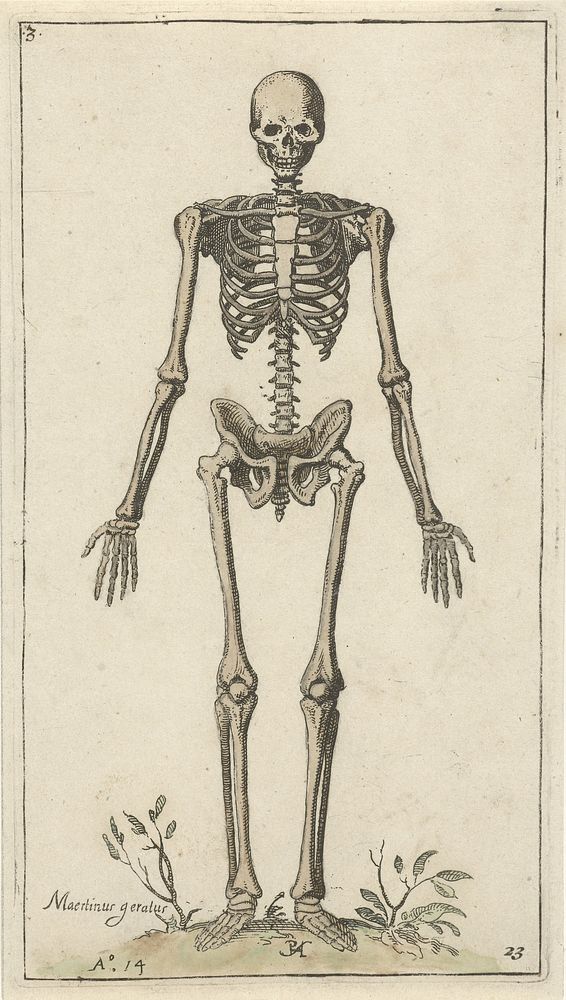 Mannelijk skelet, van voren gezien, Pieter Feddes van Harlingen, after Marcus Gheeraerts (I), (1614) by Pieter Feddes van…