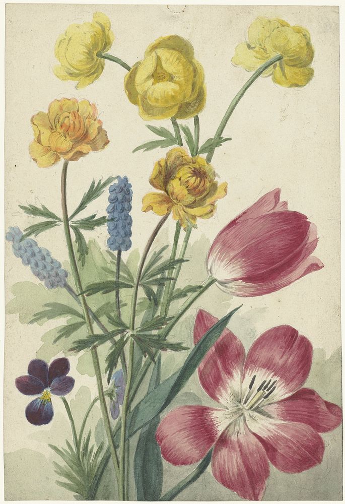 Boeket van tulpen, viooltjes, blauwe druifjes en dotters (ca. 1763–1825) by Willem van Leen. 