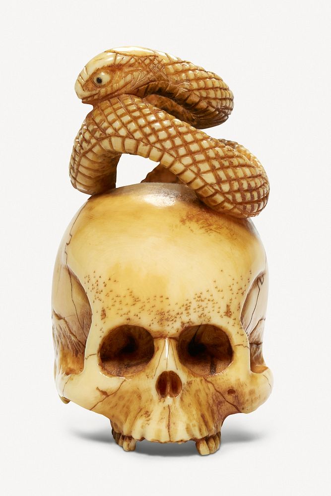 Aesthetic snake on a skull psd.  Remastered by rawpixel
