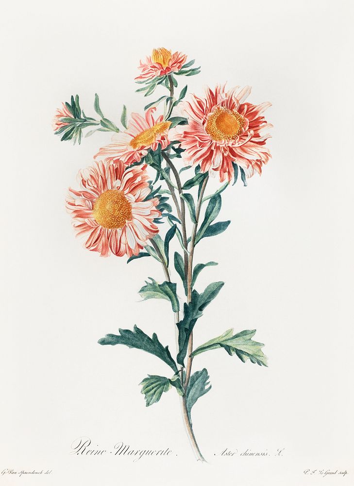 Chinese aster (1800) vintage prints by Gerard van Spaendonck. Original public domain image from The Minneapolis Institute of…