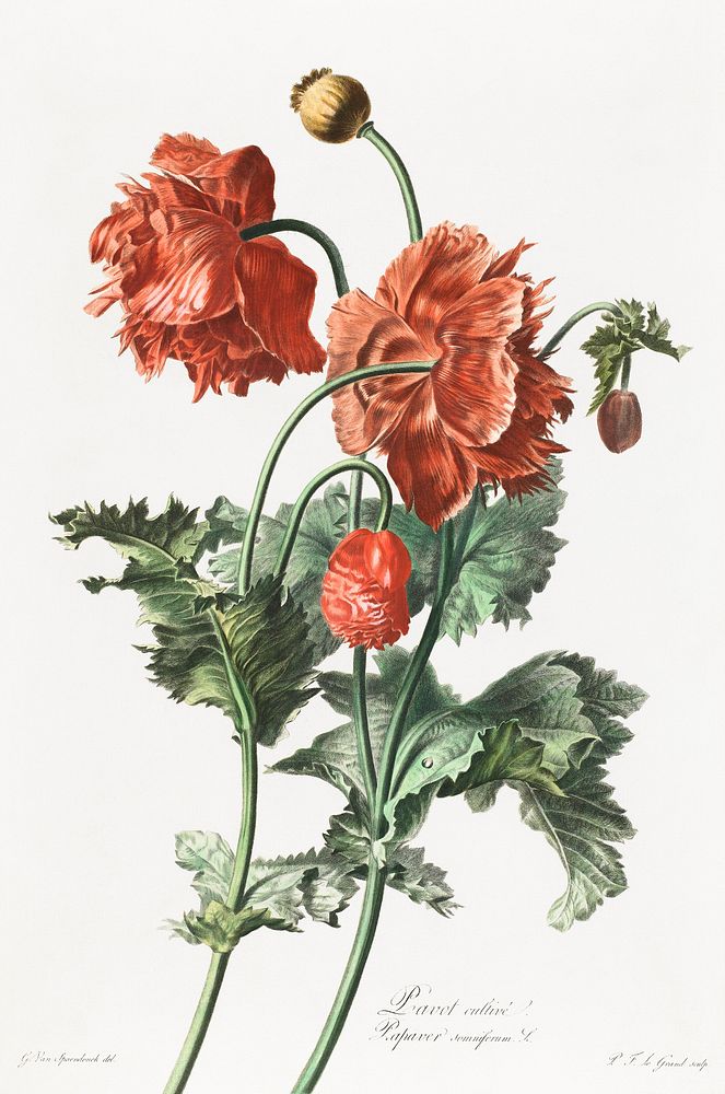 Red poppies (1800) vintage prints by Gerard van Spaendonck. Original public domain image from The Minneapolis Institute of…