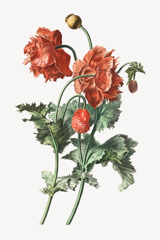 Aesthetic vintage red poppies illustration.  Remastered by rawpixel