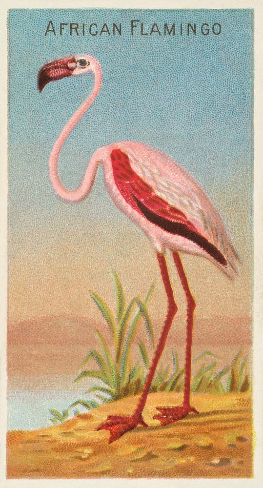 Aesthetic African flamingo, (1889) painting by George S. Harris & Sons. Original public domain image from The MET Museum.…