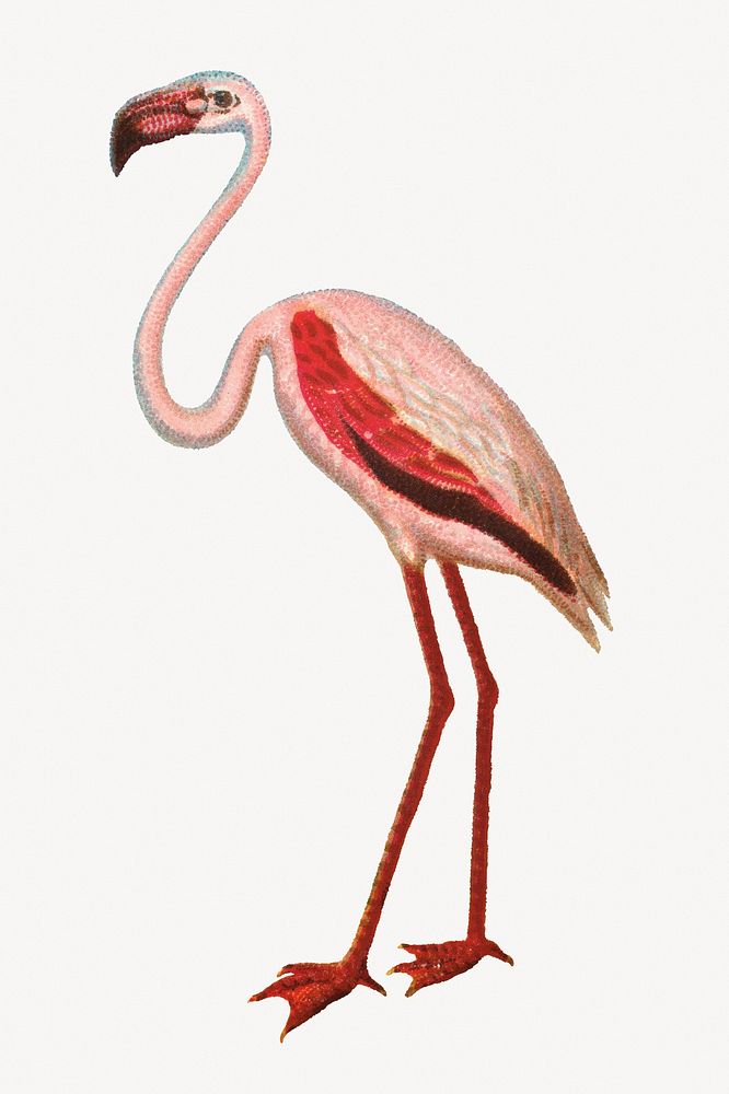 Aesthetic flamingo illustration.   Remastered by rawpixel