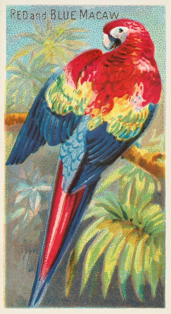 Macaw (1889) painting by George S. Harris & Sons. Original public domain image from The MET Museum. Digitally enhanced by…