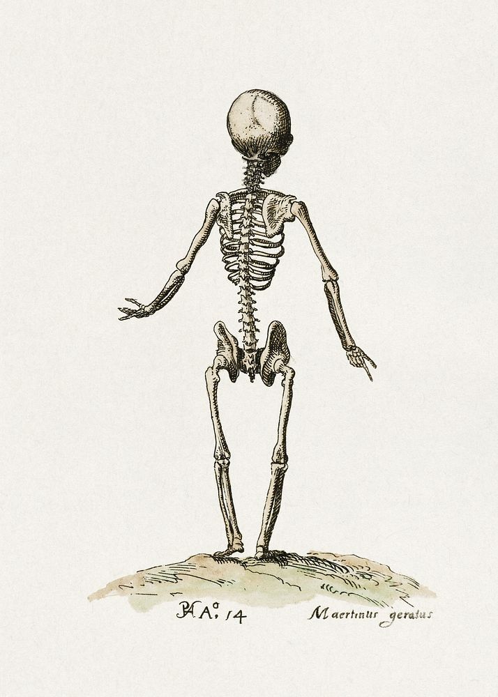 Skeleton (1614) painting by Pieter Feddes van Harlingen. Original public domain image from the Rijksmuseum. Digitally…