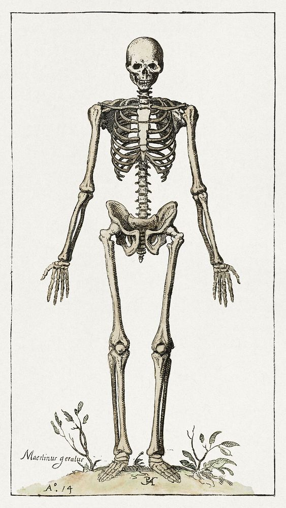 Skeleton (1614) painting by Pieter Feddes van Harlingen. Original public domain image from the Rijksmuseum. Digitally…