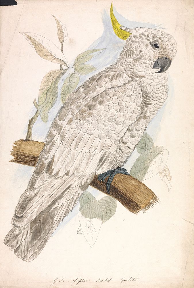Greater Sulphur Crested Cockatoo (ca. 1832) painting in high resolution.  
