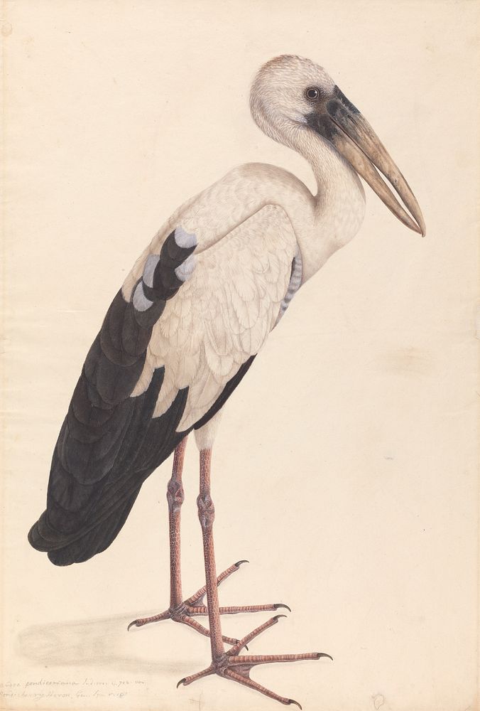 An Asian Openbill Stork (Anastomus oscitans) painting in high resolution.  