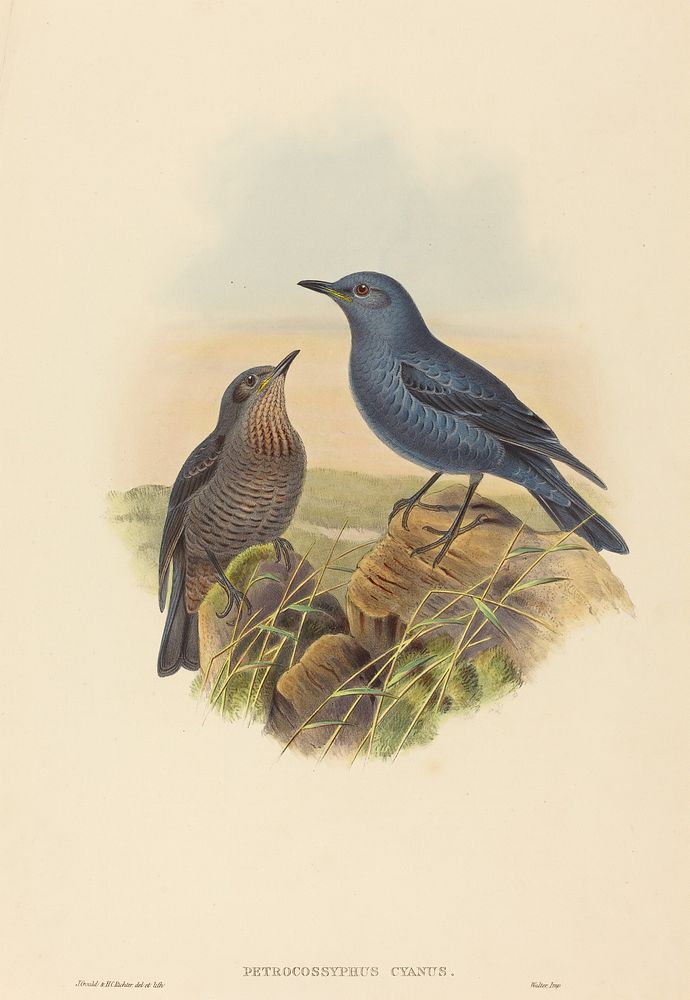 Petrocossyphus cyanus (Blue Rockthrush) print in high resolution by John Gould (1804–1881) and Henry Constantine Richter…