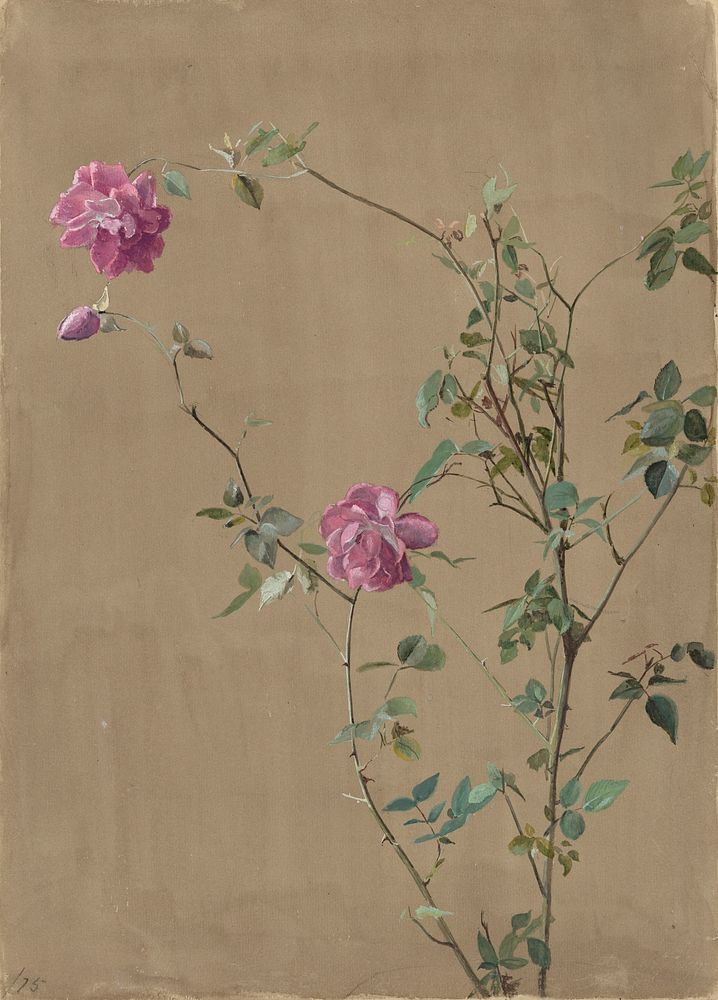 Pink Roses (1875) by Fidelia Bridges.  