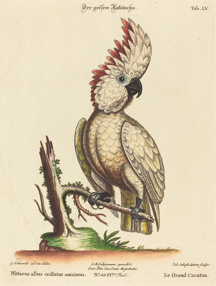 Psittacus albus cristatus maximus (1749-76) print in high resolution by George Edwards.  