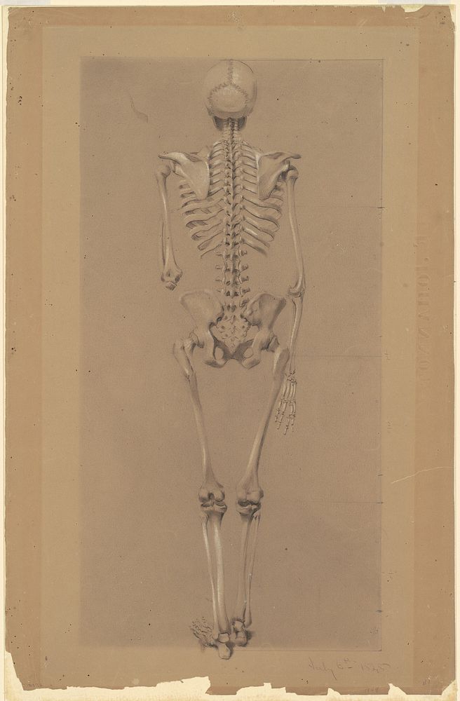 Rear View of a Skeleton (1848) drawing in high resolution by Daniel Huntington.  