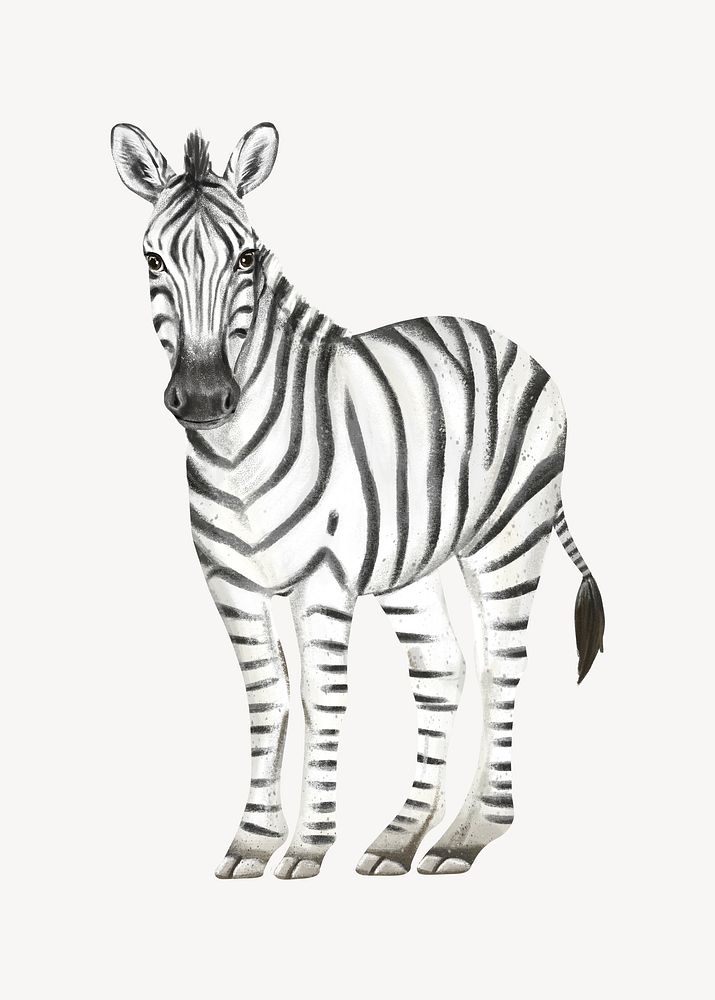 Zebra collage element, cute animal illustration