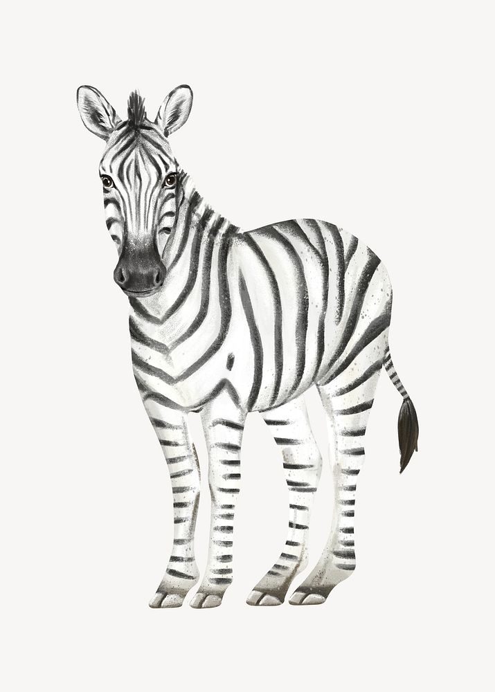 Zebra collage element, cute animal illustration psd