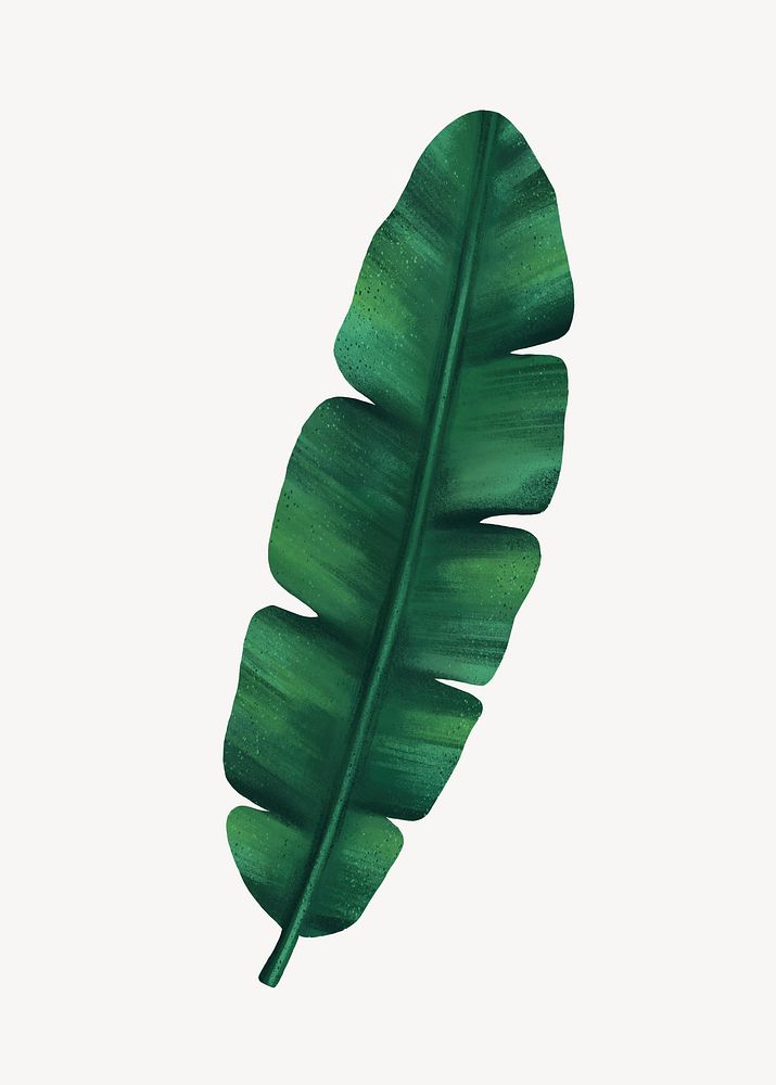 Banana leaf collage element, botanical illustration