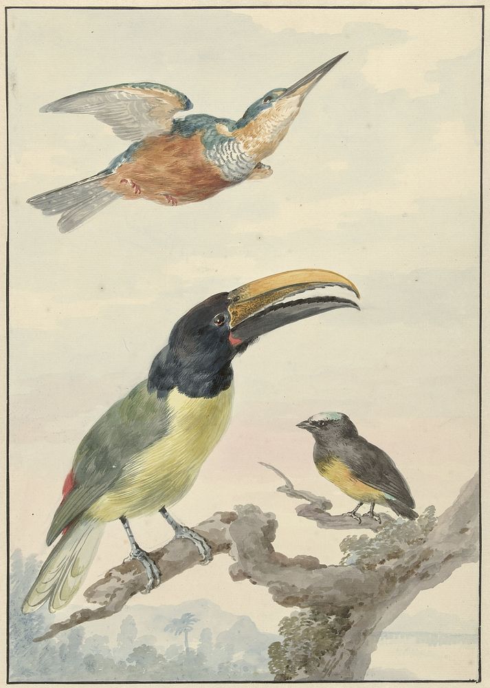 Drie vogels: een IJsvogel, een Prins von Wied's Toekan en een Organist (ca. 1720–1792) painting in high resolution by Aert…