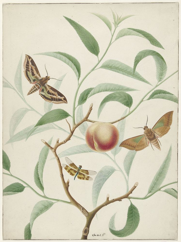Perzik aan een tak met twee uitheemse vlinders en een libel (1774&ndash;1842) painting in high resolution by Hermanus de…