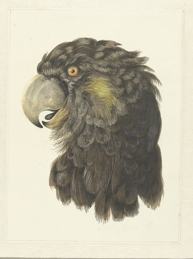 Head of a Cockatoo (1725–1792) drawing in high resolution by Aert Schouman. 