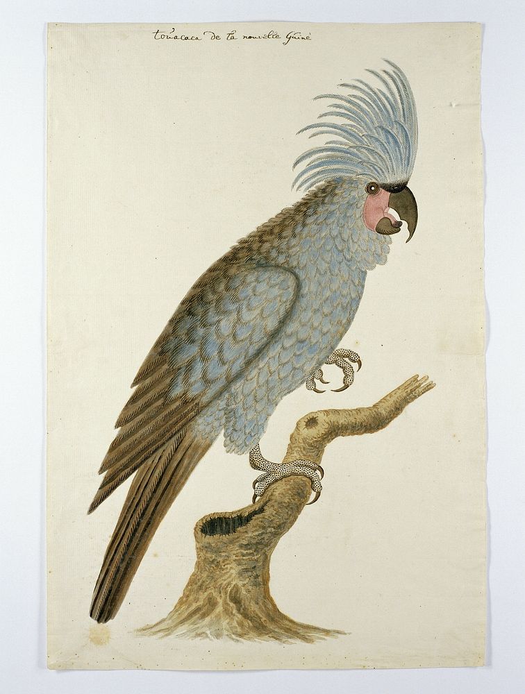 Palm cockatoo (ca.1780) painting in high resolution by Robert Jacob Gordon.  