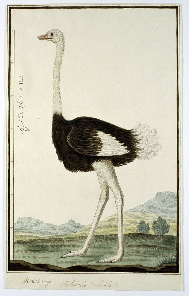 Struthio camelus (Struisvogel) (1777&ndash;1786) painting in high resolution by Robert Jacob Gordon.  