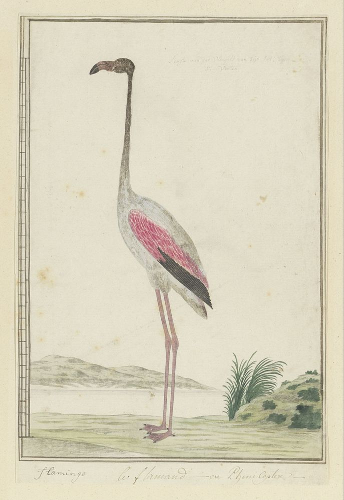 Phoenicopterus ruber roseus (Greater flamingo) (1777&ndash;1786) painting in high resolution by Robert Jacob Gordon.  