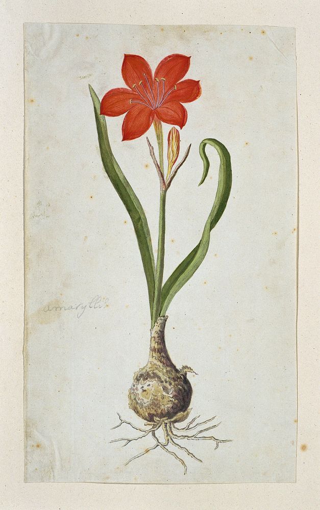 Cyrtanthus elatus (Jacq.) Traub (Flowering valotta; Fire lily; George lily) (1777&ndash;1786) painting in high resolution by…