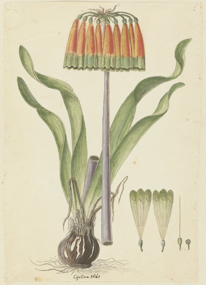 Cyranthus obliquus (L.f.) Aiton (Knysna lily) (1777–1786) painting in high resolution by Robert Jacob Gordon.  