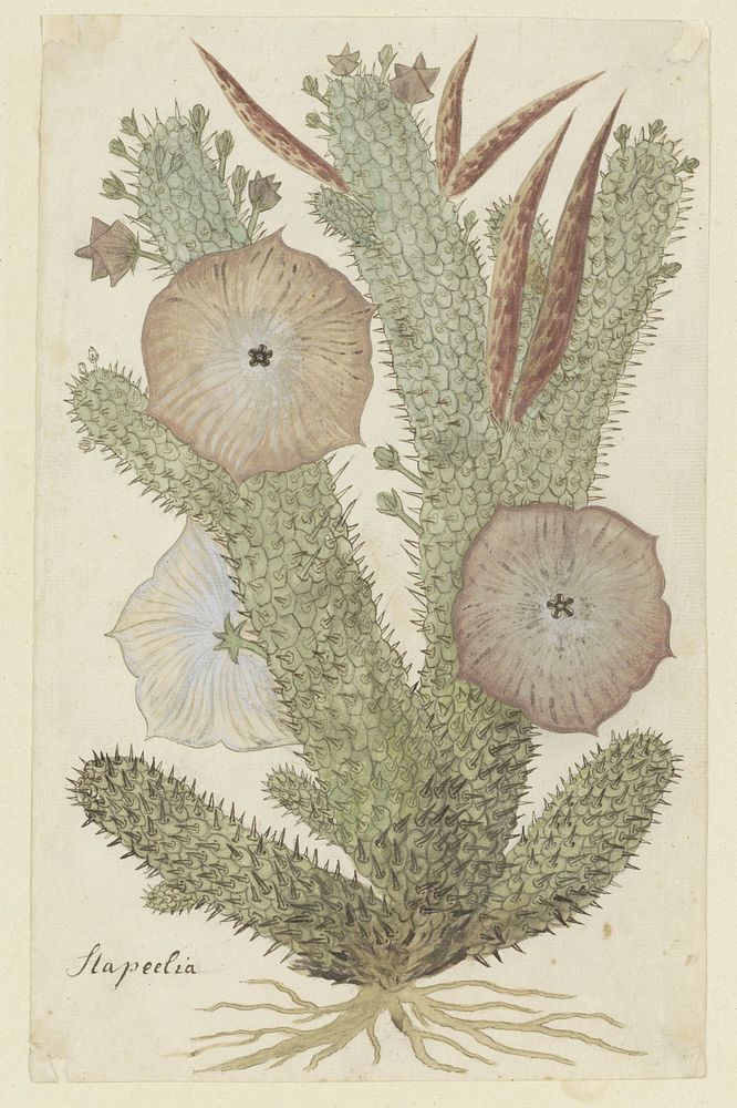 Hoodia gordonii (Bushman&rsquo;s hat) (1777&ndash;1786) painting in high resolution by Robert Jacob Gordon.  