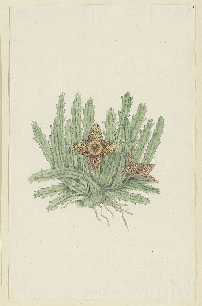 Huernia namaquensis Pillans. (Namaqua carrion-flower) (1777&ndash;1786) painting in high resolution by Robert Jacob Gordon.  