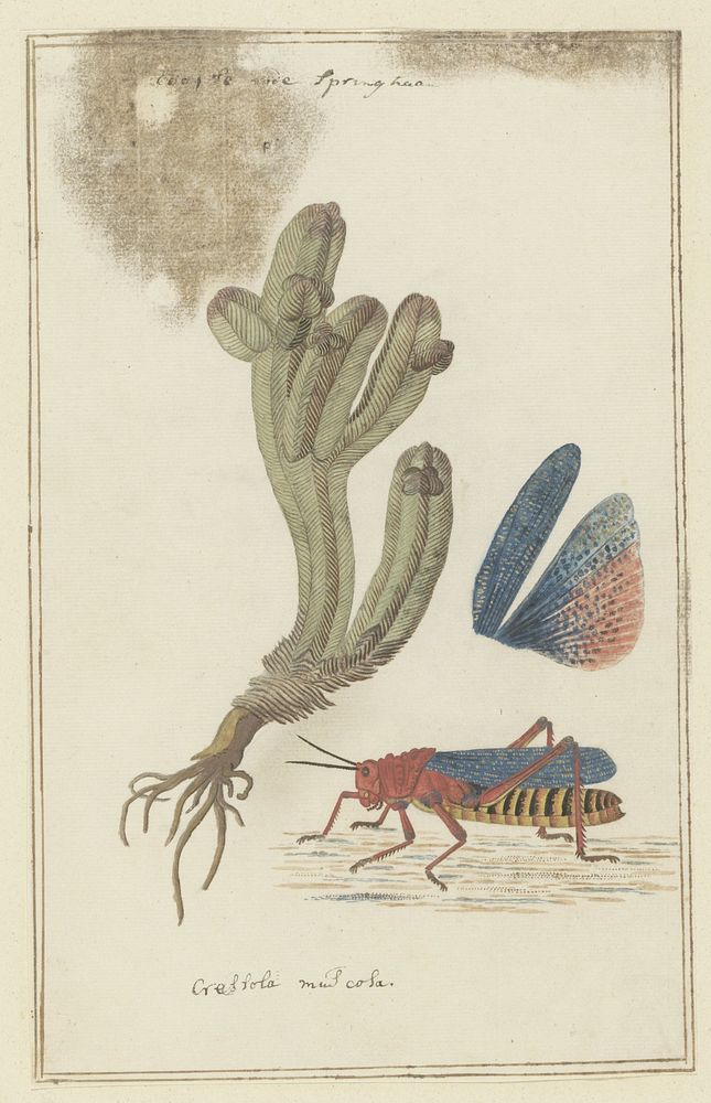 Crassula pyramidalis Thunb. (Pagoda mini jade) and a Dictyophorus spumans (Koppie foam grasshopper) (1777&ndash;1786)…