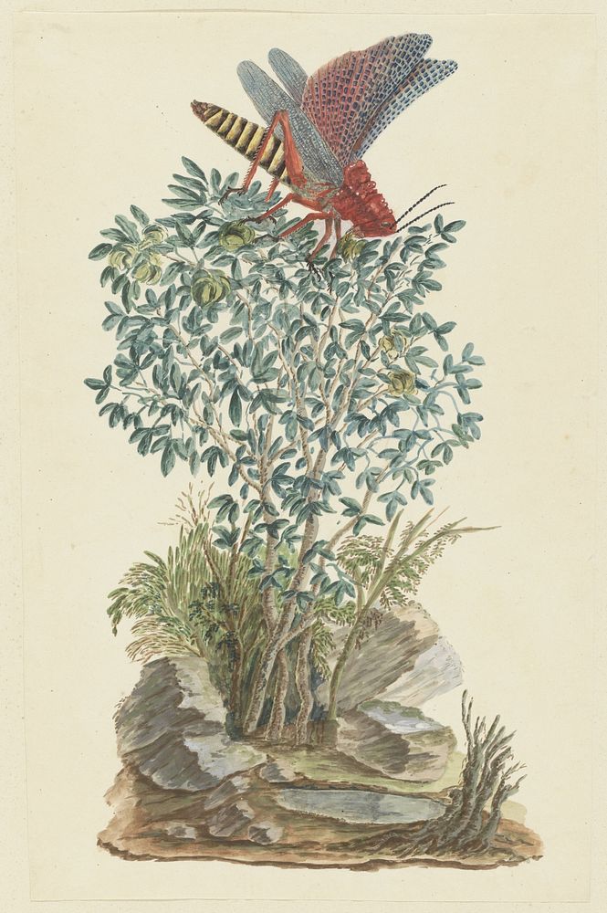 Dictyophorus spumans (Koppie foam grasshopper) perhched on a Zygophyllum sp. (Caper bean) (1777&ndash;1786) painting in high…